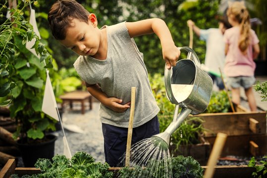 Watering Plant Picture